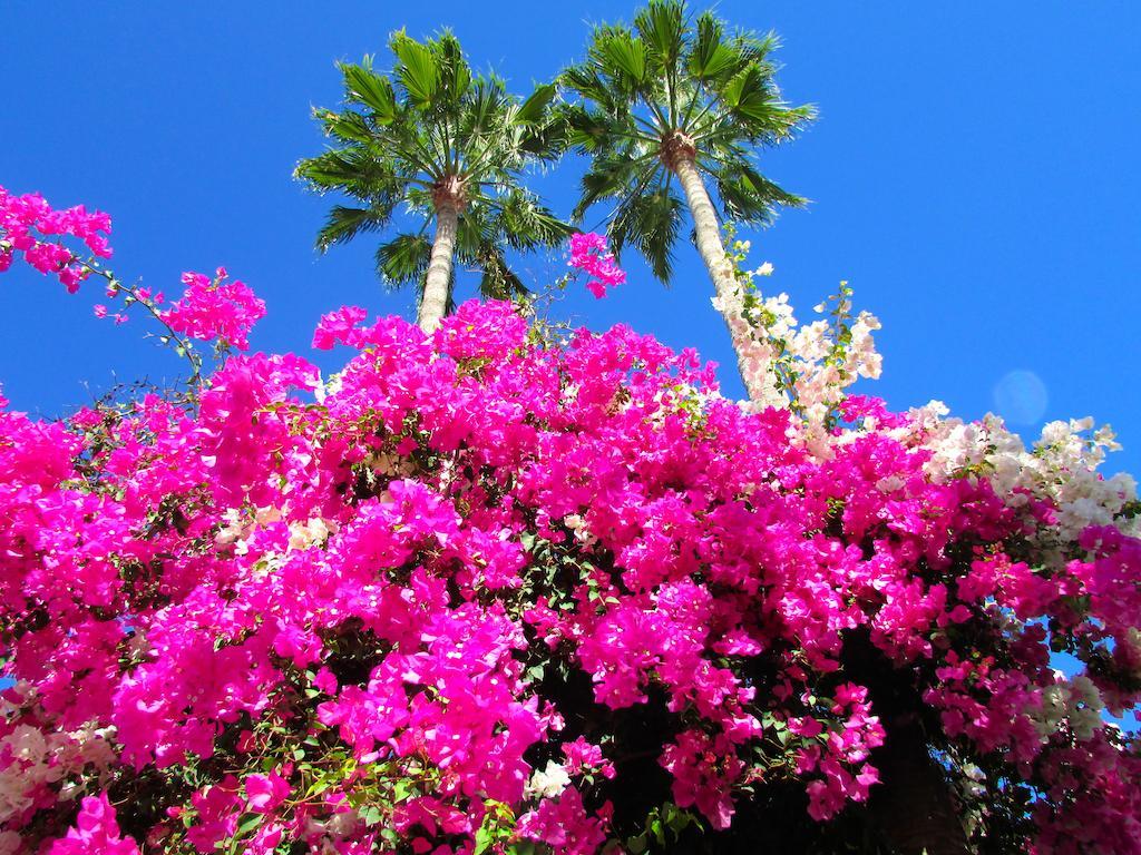 Apartamentos El Capricho Maspalomas  Exteriör bild
